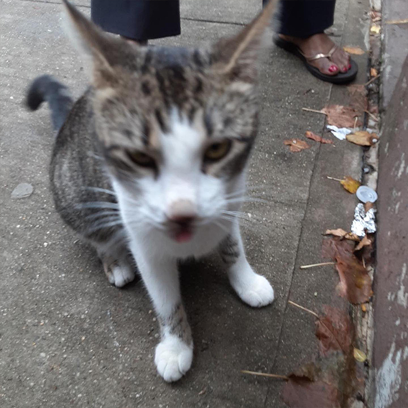 Honey was outside on the sidewalk when someone finally stopped to help