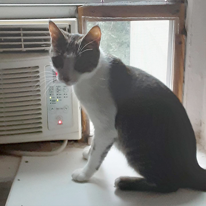 Cat enjoys the air conditioning in the heat of summer