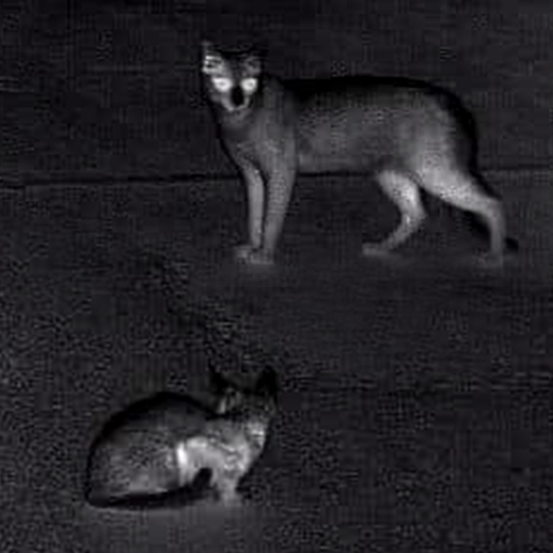 Fire cats on thermal scopes, Shannon Jay, Maui