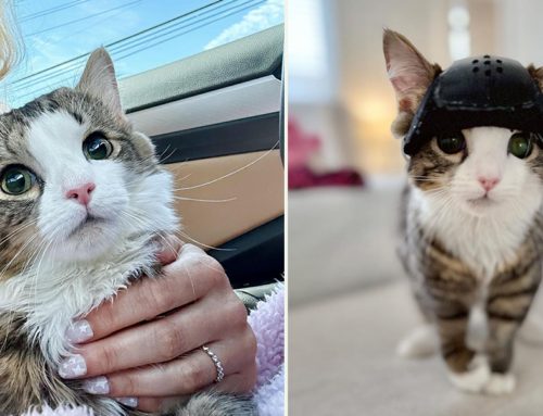 ‘Helmet Queen’ Milly the Kitten Survives Groundbreaking Brain Surgery to Live Happy and Helmet-Free