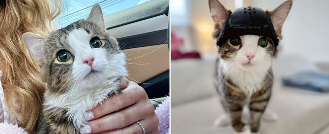 Helmet Queen Milly, Baby Kitten Rescue, Los Angeles, kitten born with hydrocephalus, enlarged head, undergoes brain surgery