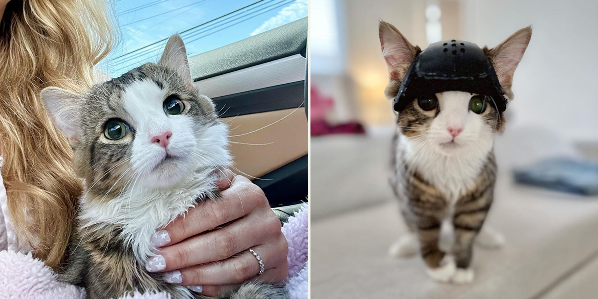 Helmet Queen Milly, Baby Kitten Rescue, Los Angeles, kitten born with hydrocephalus, enlarged head, undergoes brain surgery