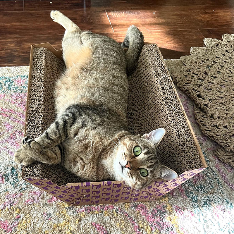 Purscilla the tabby cat on a scratcher pad in Kelly Rooney's fosters