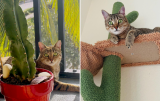 Purscilla Queen of the Desert, part bengal foster cat in Palm Beach County, Florida, Kelly Rooney's Fosters, cactus, cat trees, catio