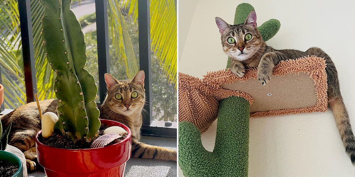 Purscilla Queen of the Desert, part bengal foster cat in Palm Beach County, Florida, Kelly Rooney's Fosters, cactus, cat trees, catio
