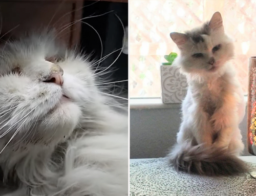 Badly Neglected Cat Suffering From Being Constantly “In Heat”, Transforms into a Fluffy, Happy Indoor Queen