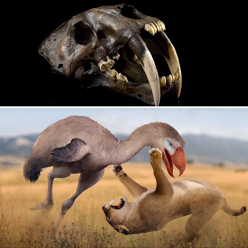 Smilodon skull with a depiction of a sabertooth cat fighting a Terror Bird