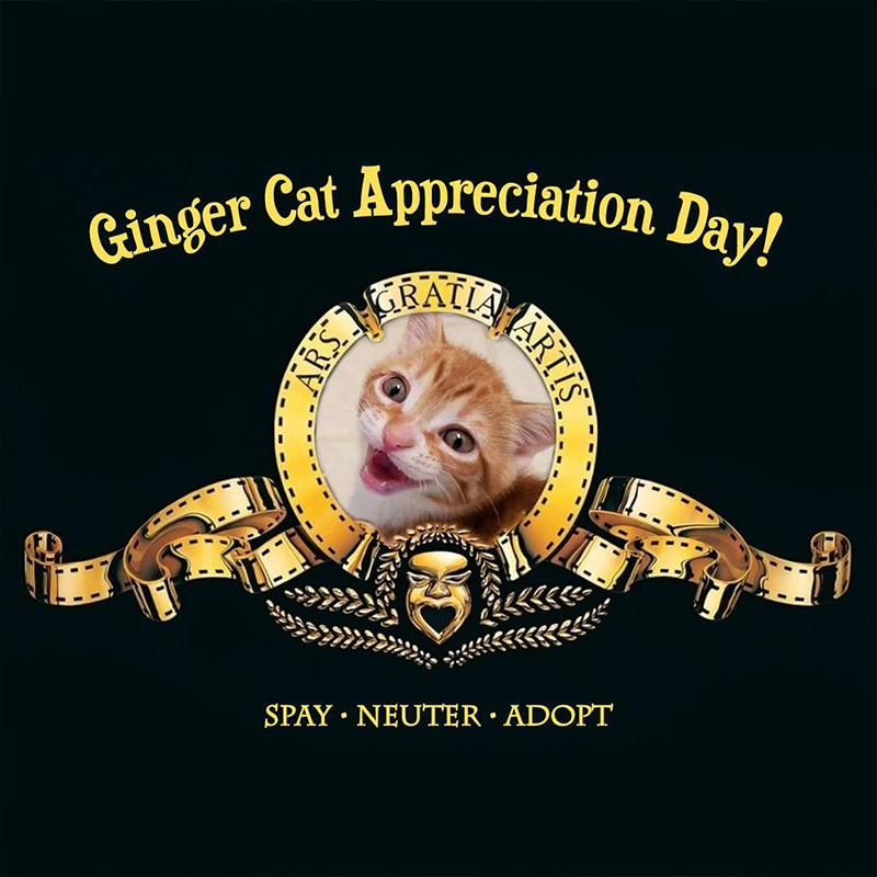 Ginger Cat Appreciation Day by Cole and Marmalade, Facebook