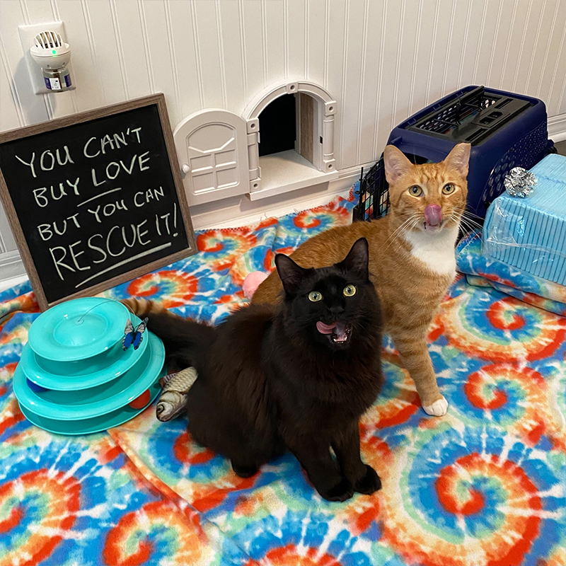 Mazikeen and Bond via Cole and Marmalade, spaying and neutering myths part 2