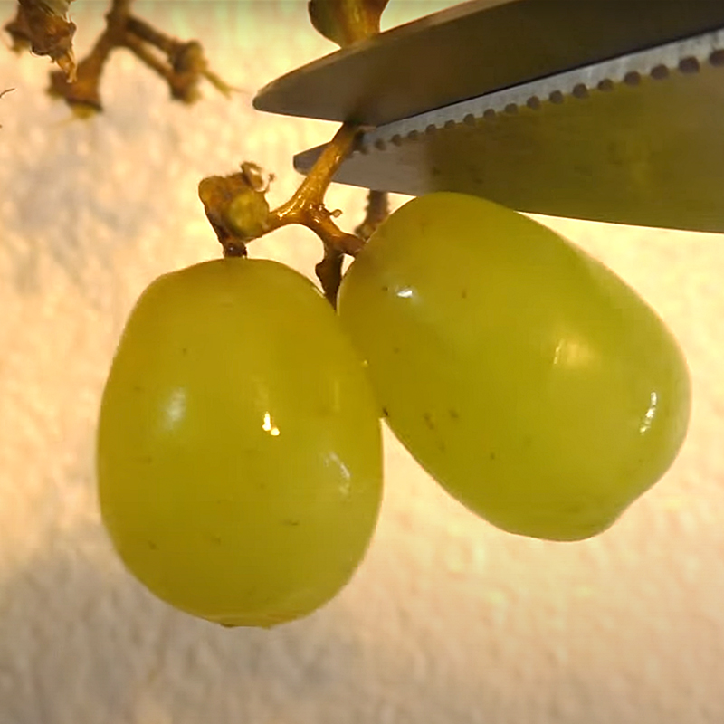 snipping grapes via YouTube/Cole and Marmalade, Cat Man Chris, spaying and neutering cats
