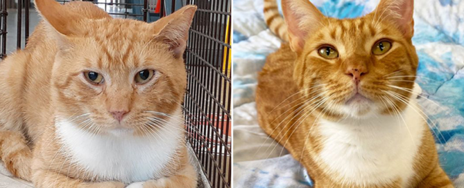 Spaying and neutering cats myths and misconceptions, part 2, GoldenBallz Bond, tomcat, Cole and Marmalade