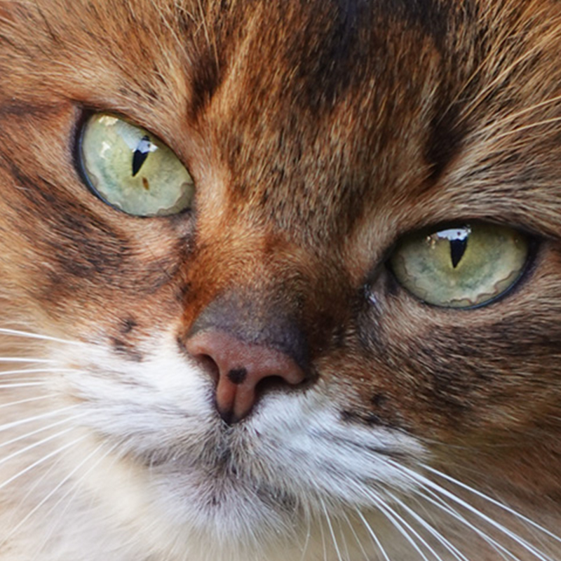 What's That Freckle In My Cat's Eye? What You Need to Know About Iris  Melanosis - Summer's Fabulous Cat Life