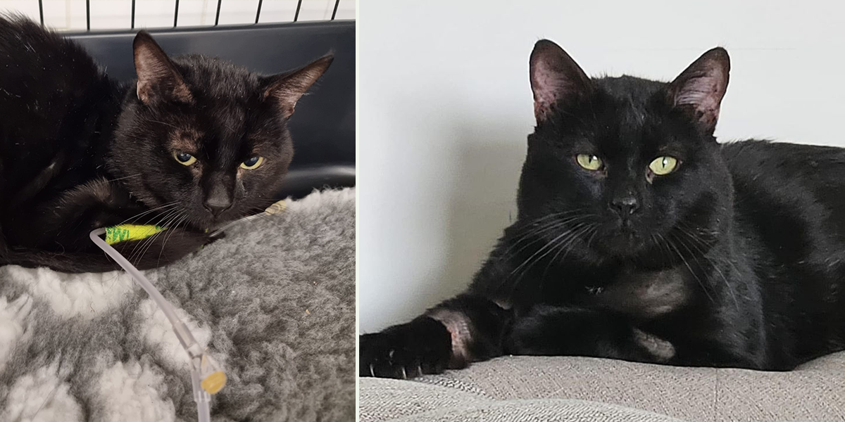 Bradford Cat Watch and Sanctuary, UK, Sylvester the cat survived because of rescuer's awareness of Refeeding Syndrome, Katie Lloyd