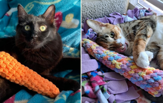 Cats Teething period, chewing, baby teeth, helping cats as their permanent teeth come in, Calypso and Mazikeen, Cole and Marmalade, dental care for cats