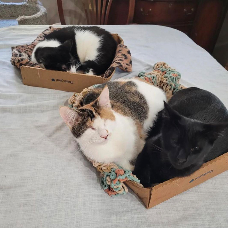 Bumble, Tumble, and Rumble sleep in cardboard boxes