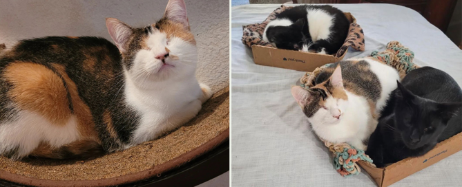Andrea Murphy, Milo's Sanctuary, kittens called the Umbles with eyelid agenesis, blind foster kittens, Los Angeles, entropion