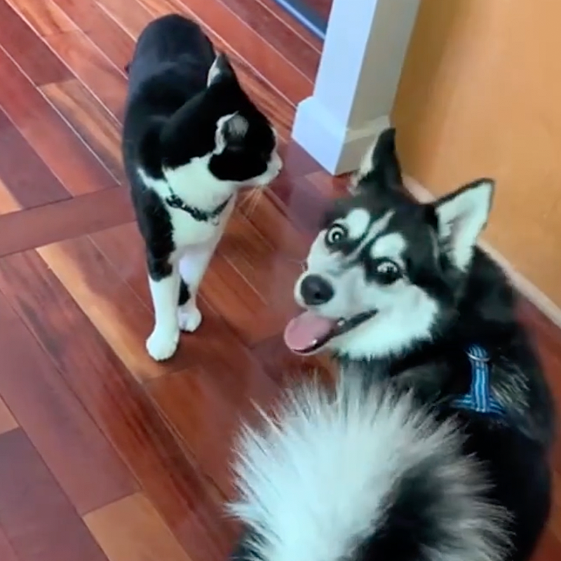 Kolbe the cat playing with Theo the Husky mix dog in Arlington
