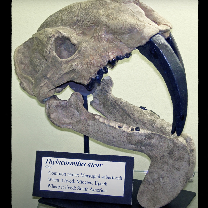 Thylacosmilus, prehistoric sabertooth