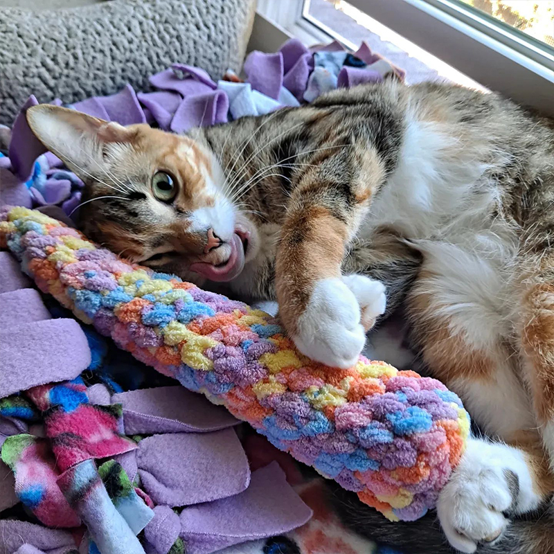 Calypso with a handmade toy by Jess, Teething cats and kittens