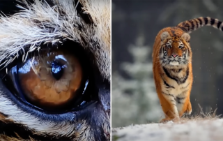 The Tiger, a True Story of Vengeance and Survival, John Vaillant, Amur Tiger, Russain Primorye, Tiger gets revenge on poacher, Vladimir Markov