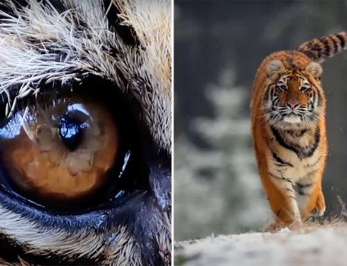 Amur Tiger Turns the Tables on a Poacher in a Russian Far East Forest