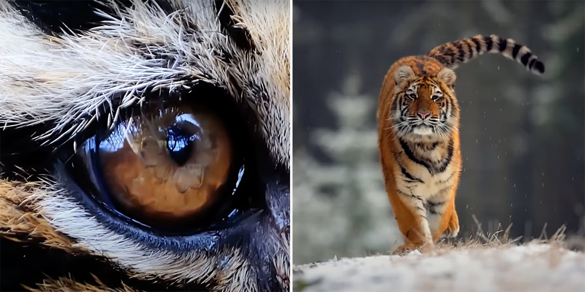 The Tiger, a True Story of Vengeance and Survival, John Vaillant, Amur Tiger, Russain Primorye, Tiger gets revenge on poacher, Vladimir Markov