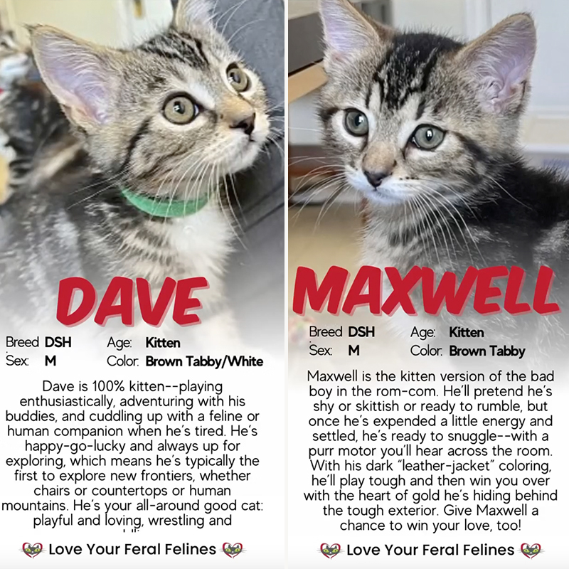 Beatles Kittens, Dave and Maxwell, Love Your Feral Felines, California, San Diego
