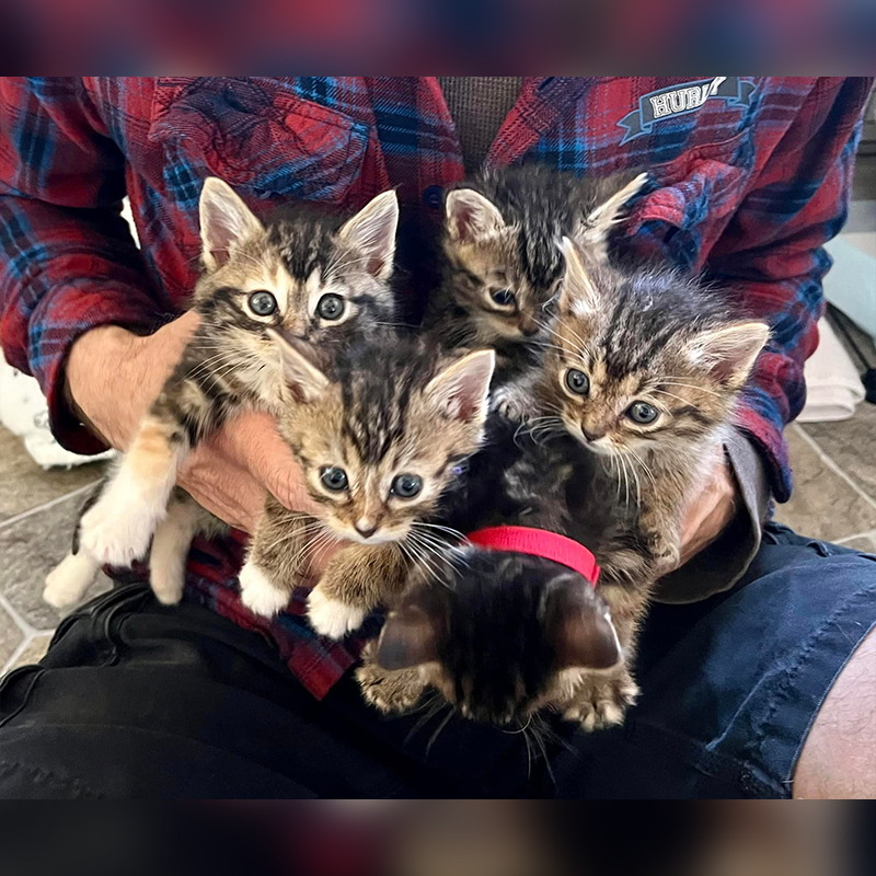 A bouquet of Tabbies, foster mom Tammy Kaehler, Love Your Feral Felines, 2