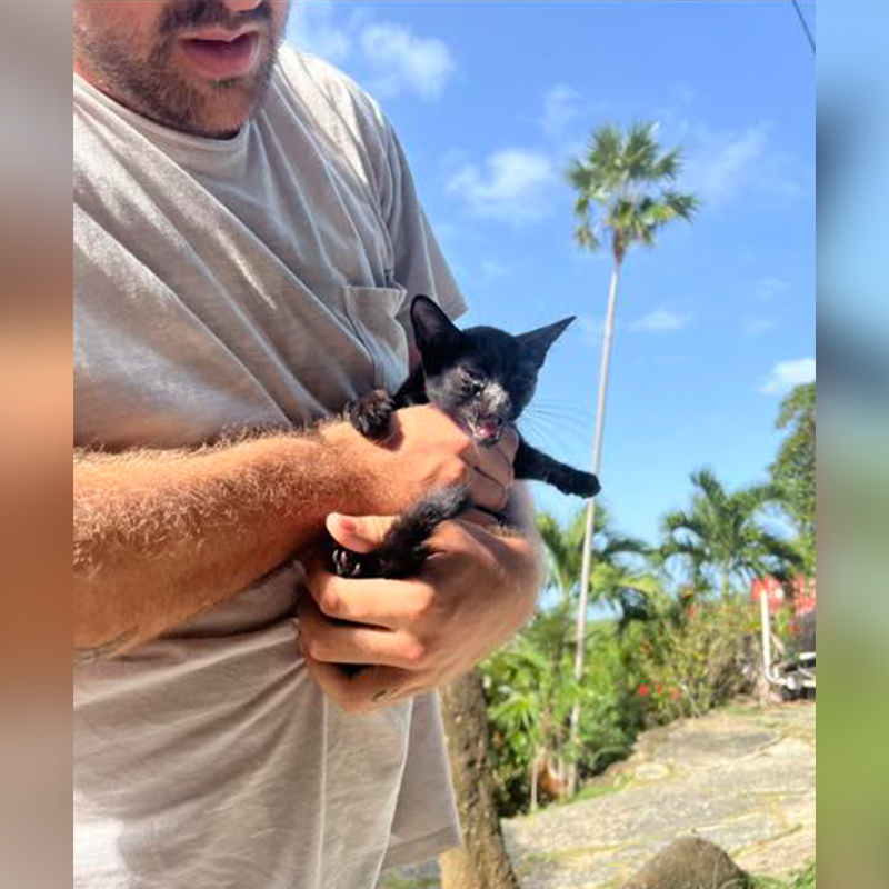 Ray Vittum rescues Popeye the kitten in the Virgin Islands