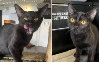 Popeye and Cole, black cats at the Catcade in Chicago who came from the Virgin Islands, house panthers