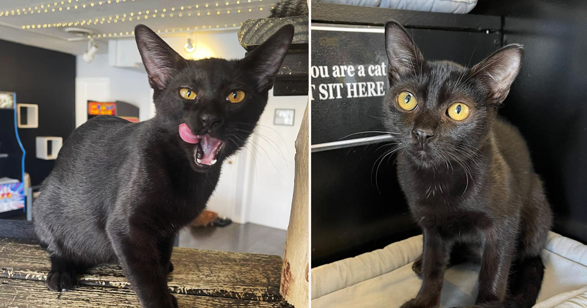 Angry Cats Who Ended Up Looking Awwdorable (Photos)