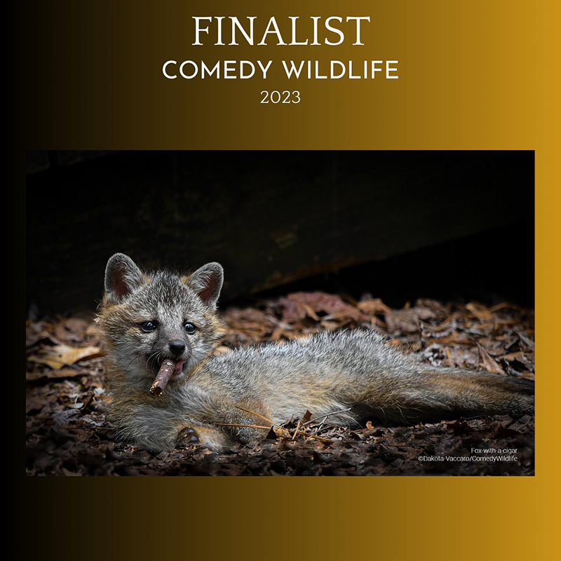  2023 Comedy Wildlife Photography Awards