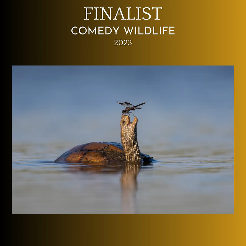 The Happy Turtle by Tzahi Finkelstein. 2023 Comedy Wildlife Photography Awards