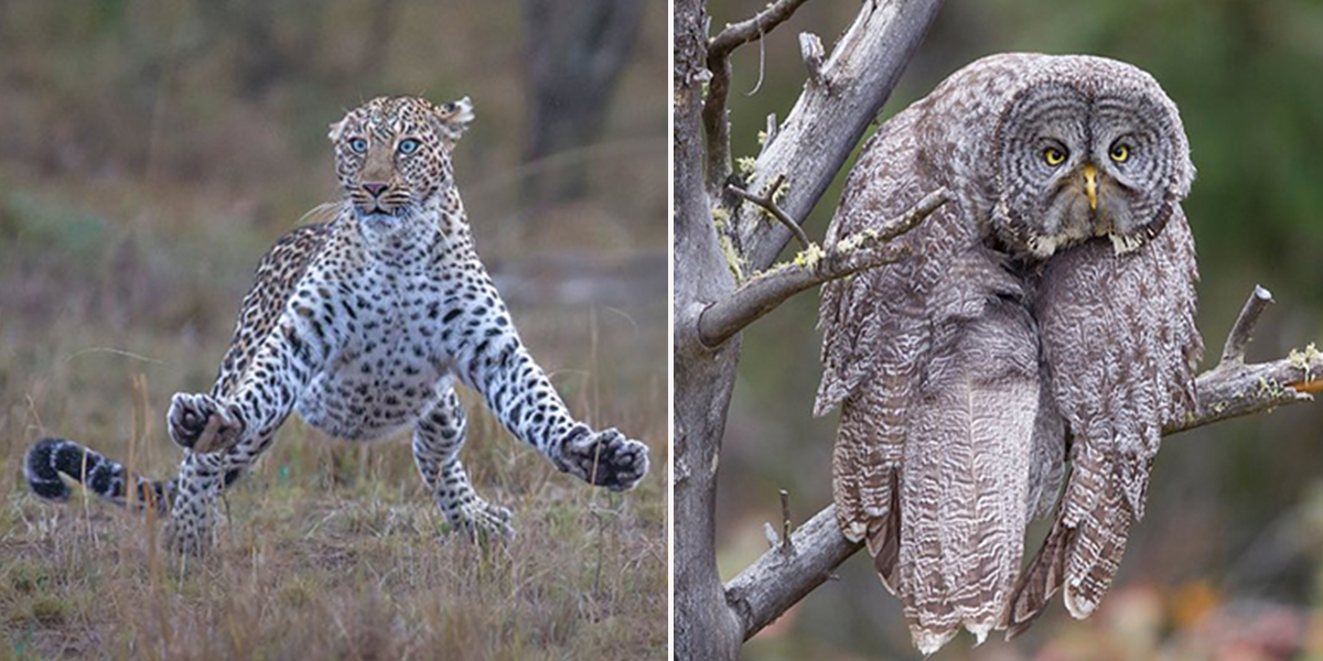 2023 Comedy Wildlife Photography Awards finalists, Air apparent by Paul Goldstein of a leopard and grey owl by John Blumenkamp with Monday Blahs
