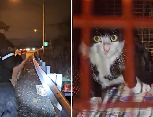 cat ghost stripes Tuxedo Cat, Inches from Interstate I-95 Traffic, Saved Against All Odds