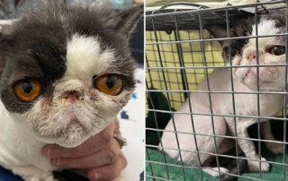 Silver Whiskers Feline Rescue, Elliot, Persian cat who lost his whiskers and had badly matted fur, Las Vegas