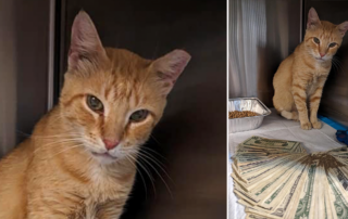 Garfield the beloved community cat in St. Petersburg, Florida, Oz Gentleman's Club, Jessica Lee Kelly, TNR