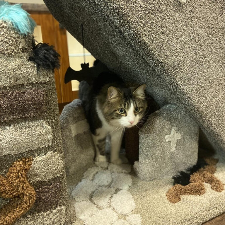 Spooktacular 'Cat Cribs' We'd Want Our Cats to Prowl All Year