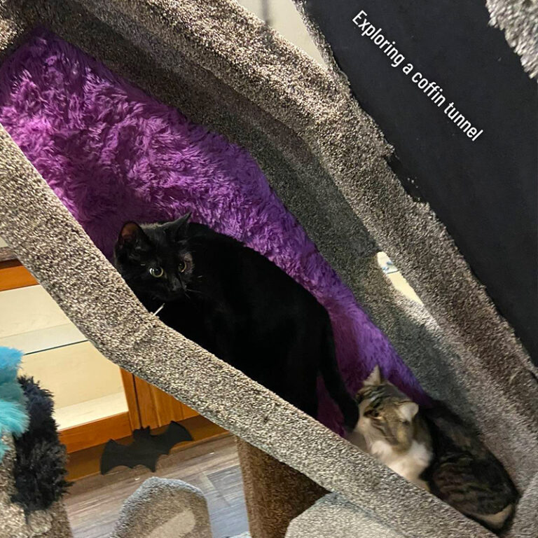 Spooktacular 'Cat Cribs' We'd Want Our Cats to Prowl All Year