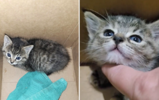 Oregon Coast Small Animal Rescue, The Hawthorne Witches Teas, Mouse the kitten found caught in a rat trap at night, Newport, Oregon, Toledo