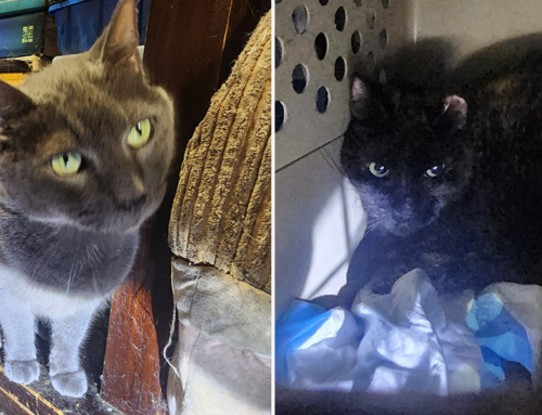 Community Springs into Action to Save 20 Cats from a Hoarding House Fire in Hours