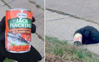 Long Island's John Debacker, Vice President of Long Island Cat/Kitten Solutions, Inc., Holy Mackerel the cat stuck in a can of fish, New York