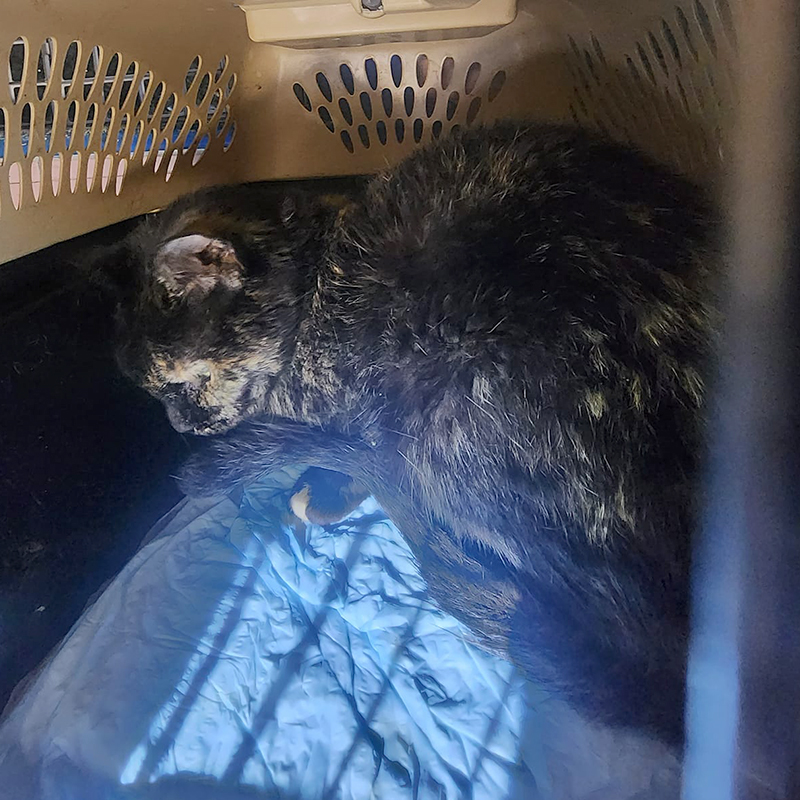 Cat saved from hoarding house fire on Long Island, Conklin Street, 2