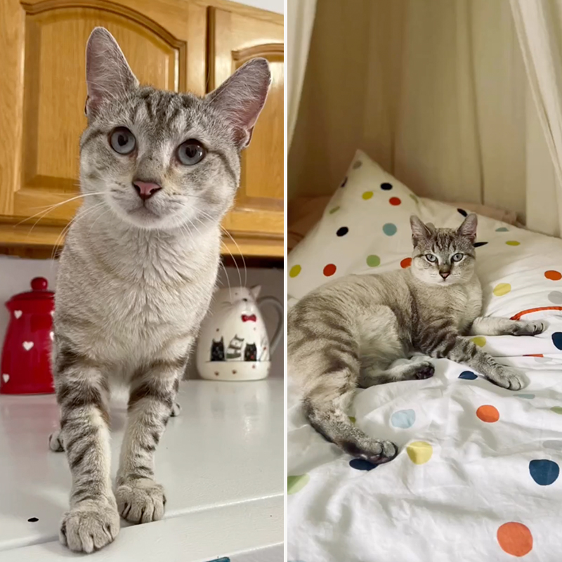 June poses like a meowdel for his foster mom Michelle Morales