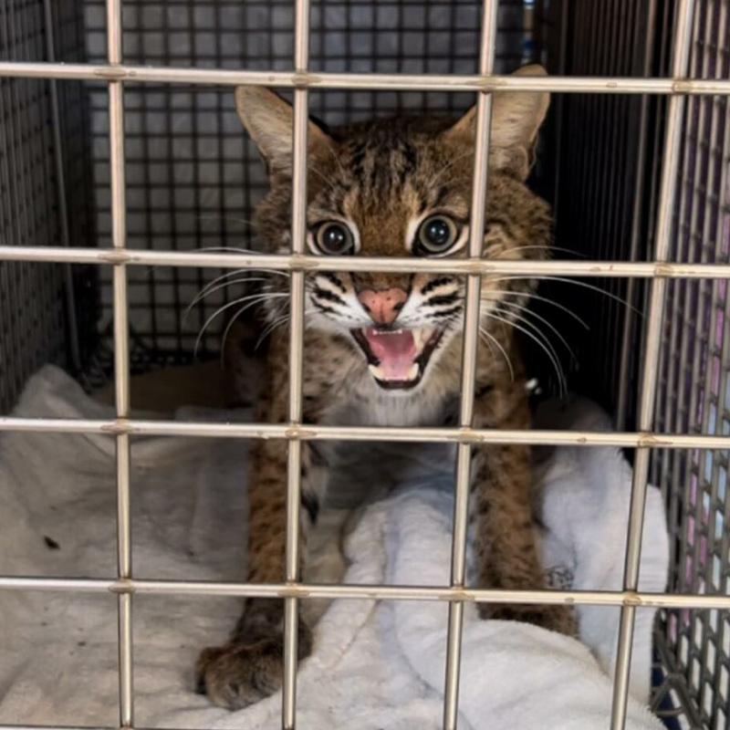 Bobcat in a crate, Big Cat Rescue, Florida