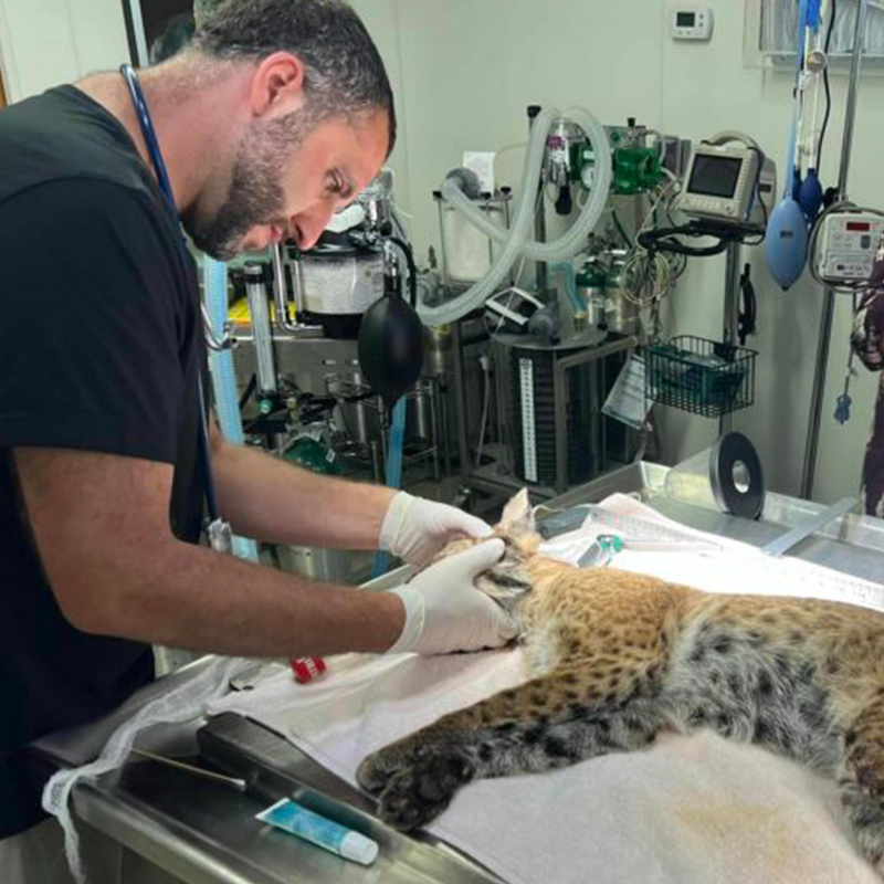 Vets treat Kamau's injuries, bobcat, Big Cat Rescue