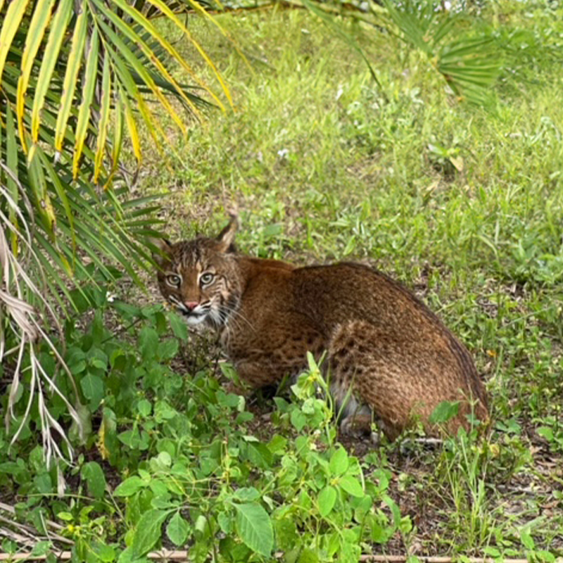 Kamau the bobcat in the Florida foiliage