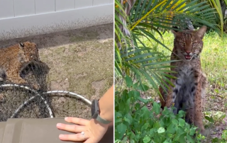 Kamau the bobcat, silent warrior, rescue of a wild bobcat by a Florida highway