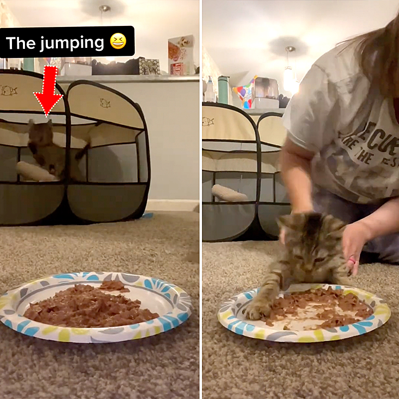 Smelly Cat Rescue in Missouri, Wobbles the kitten at meal time, Kelly Manno