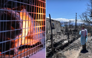 Maui Humane Society, Lahaina Fire Cats, protests to save animals that survived the fires